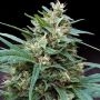 Bucks Fizz Auto Feminized Marijuana Strain by Dr Krippling For Sale Online at Cannabis Seeds Outlet