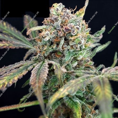 Bucks Purple Fizz Feminized Marijuana Strain by Dr Krippling For Sale Online at Cannabis Seeds Outlet