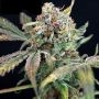 Bucks Purple Fizz Feminized Marijuana Strain by Dr Krippling For Sale Online at Cannabis Seeds Outlet