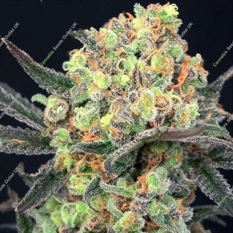 Dr Krippling Cannabis Strain Candy Mintz Feminized Marijuana Seeds Original Collector Souvenir Authentic Packaging Packs