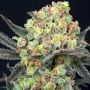 Dr Krippling Cannabis Strain Candy Mintz Feminized Marijuana Seeds Original Collector Souvenir Authentic Packaging Packs
