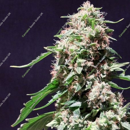 Chocolate Zkittlez Feminized Marijuana Strain by Dr Krippling For Sale Online at Cannabis Seeds Outlet