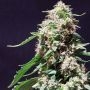 Chocolate Zkittlez Feminized Marijuana Strain by Dr Krippling For Sale Online at Cannabis Seeds Outlet