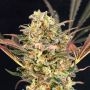 Purple Slap Auto Feminized Marijuana Strain by Dr Krippling For Sale Online at Cannabis Seeds Outlet