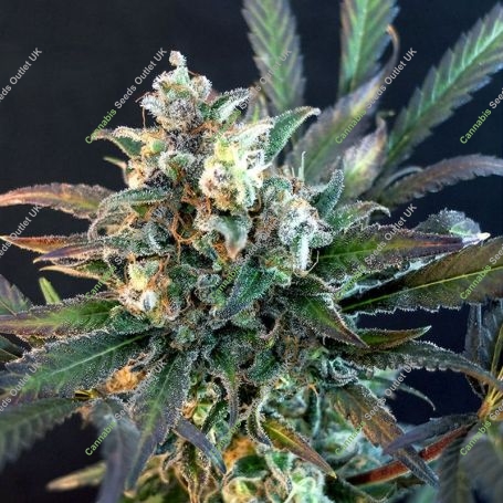 Quick Separation Cake Feminized Marijuana Strain by Dr Krippling For Sale Online at Cannabis Seeds Outlet