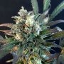 Quick Separation Cake Feminized Marijuana Strain by Dr Krippling For Sale Online at Cannabis Seeds Outlet