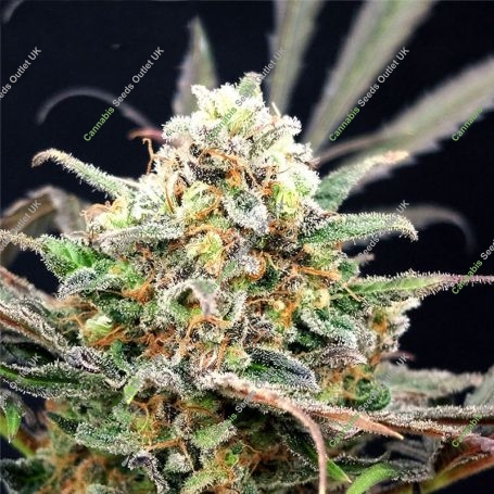 Separation Cake Auto Feminized Marijuana Strain by Dr Krippling For Sale Online at Cannabis Seeds Outlet