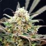Separation Cake Auto Feminized Marijuana Strain by Dr Krippling For Sale Online at Cannabis Seeds Outlet