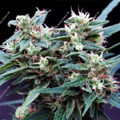 Ninja Zkittlez Feminized Marijuana Strain by Dr Krippling For Sale Online at Cannabis Seeds Outlet