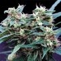 Ninja Zkittlez Feminized Marijuana Strain by Dr Krippling For Sale Online at Cannabis Seeds Outlet