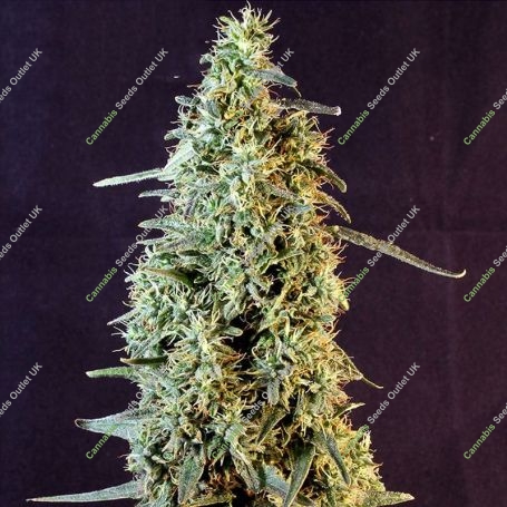 Strawberry Banana Whip Auto Marijuana Strain by Dr Krippling For Sale Online at Cannabis Seeds Outlet