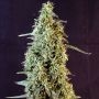Strawberry Banana Whip Auto Marijuana Strain by Dr Krippling For Sale Online at Cannabis Seeds Outlet