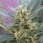 Jumping JACK Dash Auto Feminized Marijuana Strain by Dr Krippling For Sale Online at Cannabis Seeds Outlet