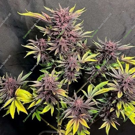 Lethal Purple Regular Marijuana Strain by Canadian Bred Seeds For Sale Online at Cannabis Seeds Outlet