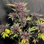 Lethal Purple Regular Marijuana Strain by Canadian Bred Seeds For Sale Online at Cannabis Seeds Outlet