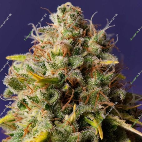 Northern Lights x Big Bud Auto Marijuana Strain by Expert Seeds For Sale Online at Cannabis Seeds Outlet