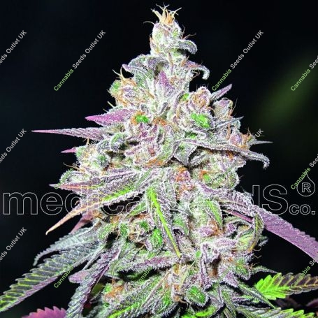 Mendocino Chanel Kush Feminized Marijuana Strain by Medical Seeds Co For Sale Online at Cannabis Seeds Outlet