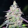 Mendocino Chanel Kush Feminized Marijuana Strain by Medical Seeds Co For Sale Online at Cannabis Seeds Outlet