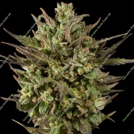 Blackberry Fire Regular Marijuana Strain by Purple Caper For Sale Online at Cannabis Seeds Outlet