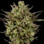 Blackberry Fire Regular Marijuana Strain by Purple Caper For Sale Online at Cannabis Seeds Outlet