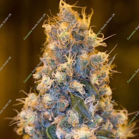 Blue Fire Regular Marijuana Strain by Purple Caper For Sale Online at Cannabis Seeds Outlet