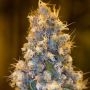 Blue Fire Regular Marijuana Strain by Purple Caper For Sale Online at Cannabis Seeds Outlet