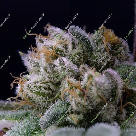 Cash Berry Regular Marijuana Strain by Purple Caper For Sale Online at Cannabis Seeds Outlet