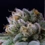 Cash Berry Regular Marijuana Strain by Purple Caper For Sale Online at Cannabis Seeds Outlet