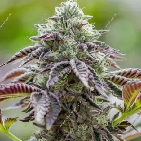 Charlottes Cookies Marijuana Strain by Purple Caper For Sale Online at Cannabis Seeds Outlet