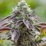 Charlottes Cookies Marijuana Strain by Purple Caper For Sale Online at Cannabis Seeds Outlet
