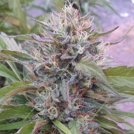 Chocolate Hashberry Regular Marijuana Strain by Purple Caper For Sale Online at Cannabis Seeds Outlet