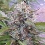 Chocolate Hashberry Regular Marijuana Strain by Purple Caper For Sale Online at Cannabis Seeds Outlet