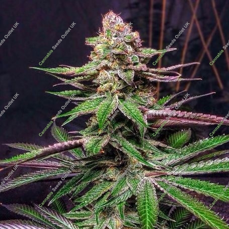 Optimus Prime Regular Marijuana Strain by Purple Caper For Sale Online at Cannabis Seeds Outlet