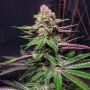 Optimus Prime Regular Marijuana Strain by Purple Caper For Sale Online at Cannabis Seeds Outlet