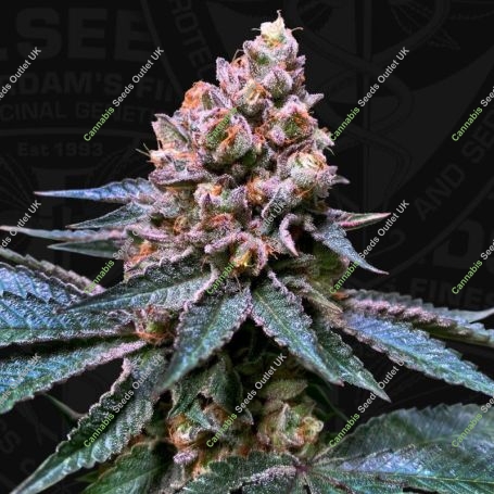 Black Apple Hitchcock Advanced Regular Marijuana Strain by Advanced Seeds For Sale Online at Cannabis Seeds Outlet