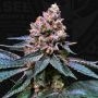 Black Apple Hitchcock Advanced Regular Marijuana Strain by Advanced Seeds For Sale Online at Cannabis Seeds Outlet