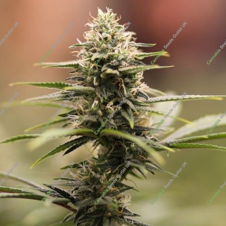 Kiwi Feminized Marijuana Strain by Black Farm Genetix For Sale Online at Cannabis Seeds Outlet