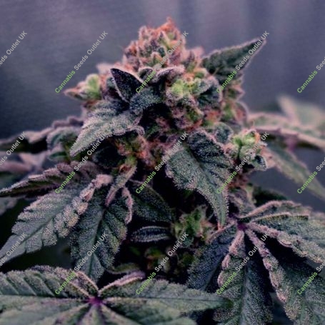 Lemon Banana Mints Marijuana Strain by Black Farm Genetix For Sale Online at Cannabis Seeds Outlet