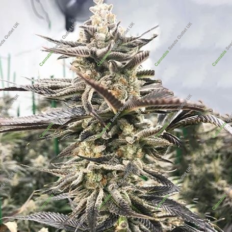 Liquirizia Marijuana Strain by Black Farm Genetix For Sale Online at Cannabis Seeds Outlet