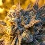 Orange Crasher Marijuana Strain by Black Farm Genetix For Sale Online at Cannabis Seeds Outlet