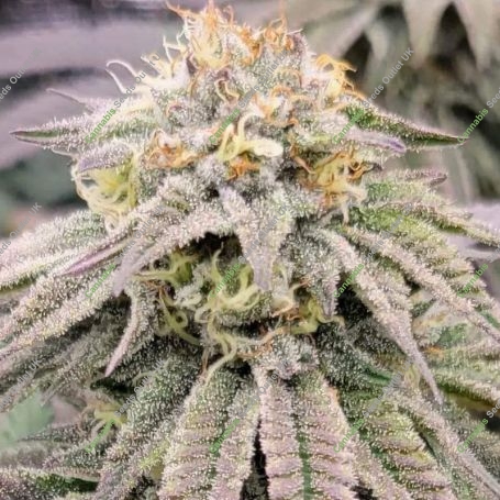 Orange Glue Marijuana Strain by Black Farm Genetix For Sale Online at Cannabis Seeds Outlet