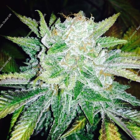 Orange Ice Cream Marijuana Strain by Black Farm Genetix For Sale Online at Cannabis Seeds Outlet