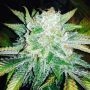 Orange Ice Cream Marijuana Strain by Black Farm Genetix For Sale Online at Cannabis Seeds Outlet