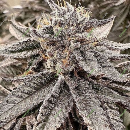 Orange Octane Marijuana Strain by Black Farm Genetix For Sale Online at Cannabis Seeds Outlet