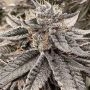 Orange Octane Marijuana Strain by Black Farm Genetix For Sale Online at Cannabis Seeds Outlet