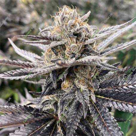 Orange Punch S1 Marijuana Strain by Black Farm Genetix For Sale Online at Cannabis Seeds Outlet