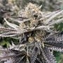 Orange Punch S1 Marijuana Strain by Black Farm Genetix For Sale Online at Cannabis Seeds Outlet