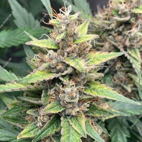 Purple Runtz Cake Auto Feminized Marijuana Strain by Purple Caper For Sale Online at Cannabis Seeds Outlet