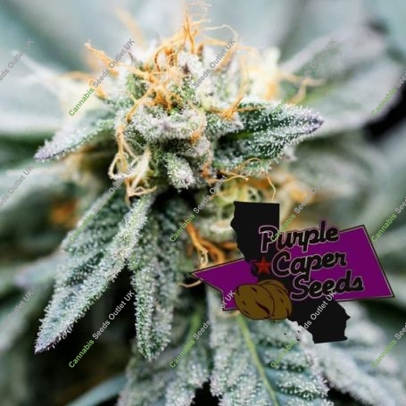 Gold Runtz Cake Auto Feminized Marijuana Strain by Purple Caper For Sale Online at Cannabis Seeds Outlet
