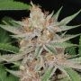 Lilac Runtz Cake Auto Feminized Marijuana Strain by Purple Caper For Sale Online at Cannabis Seeds Outlet